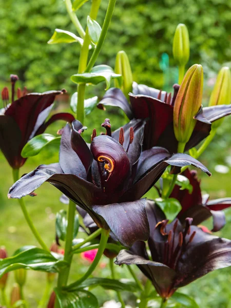 Květiny Poupata Tmavě Vínové Lilie Zahradě — Stock fotografie
