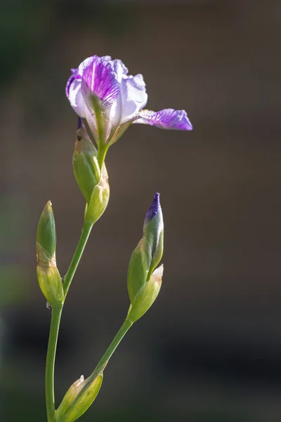 虹彩の花と蕾を背景に — ストック写真