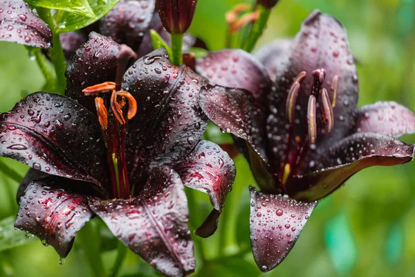 Květiny Poupata Tmavě Vínové Lilie Kapkami Deště Okvětních Lístcích — Stock fotografie