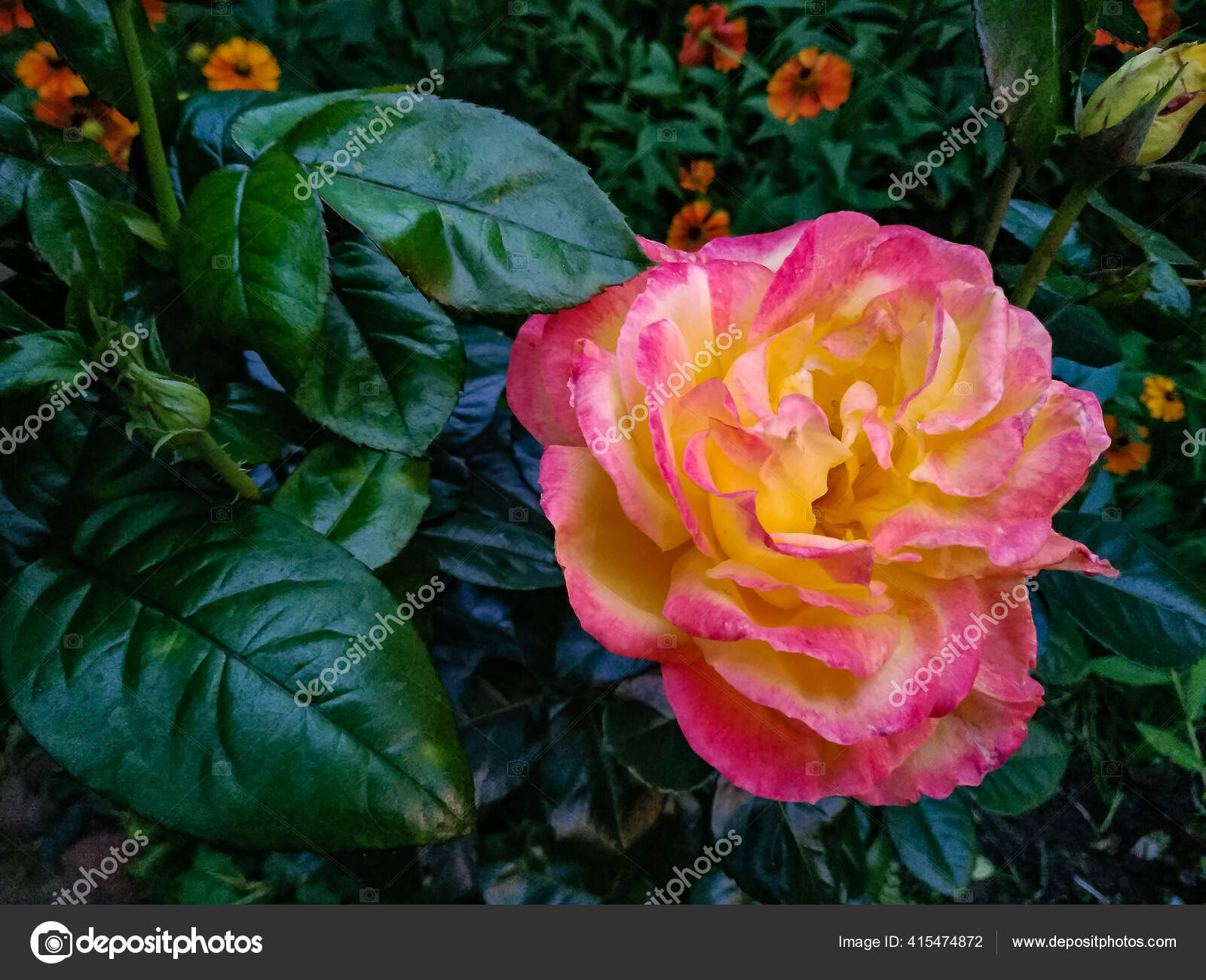 バラの美しいピンクの花 木製の多年草の開花植物 ストック写真 C Psvrusso バラの美しいピンクの花 木製の多年草の開花植物 ストック写真 C Psvrusso
