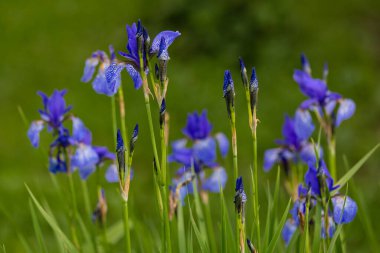 Bulanık yeşil arkaplanda mavi süsen çiçekleri