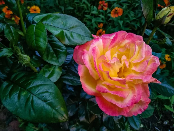 Hermosa Flor Rosa Rosa Planta Floración Perenne Leñosa — Foto de Stock