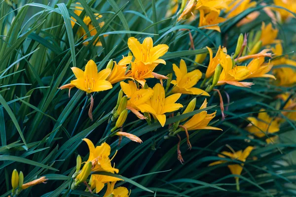 Bahçede yetişen sarı çiçekli bir baba.