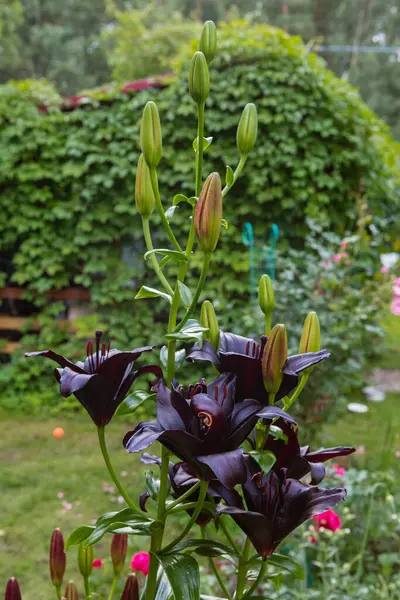 Květiny Poupata Tmavě Vínové Lilie Zahradě — Stock fotografie
