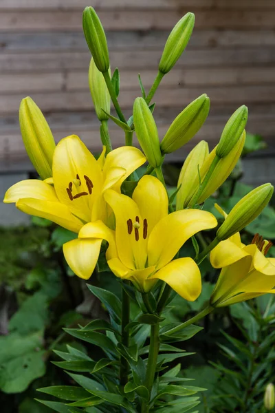 Brotes Lirio Amarillo Flores Que Crecen Jardín — Foto de Stock