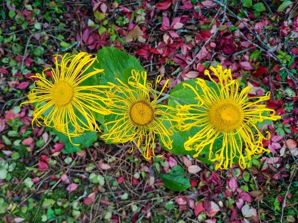Три Жовті Квіти Інули Тлі Опалого Осіннього Листя — стокове фото