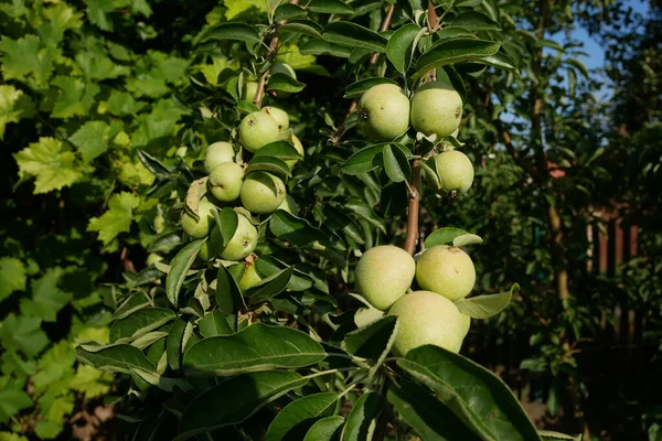 Kleine Grüne Äpfel Wachsen Einem Ast Nahaufnahme — Stockfoto