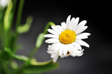 Karanlık bir arka plan - closeup papatya çiçek