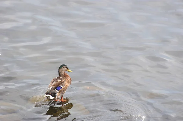 Ente Mit Bunter Bemalung Liegt Auf Einem Stein Wasser Kopierraum — Stockfoto