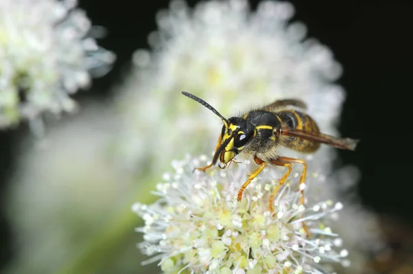 wasp sits on a flower - front view, macro shot