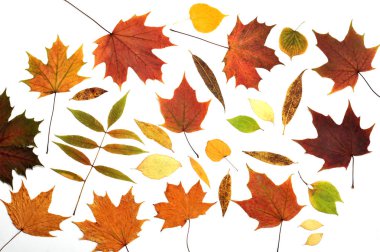 sulak sonbahar yaprak - üstten görünüm