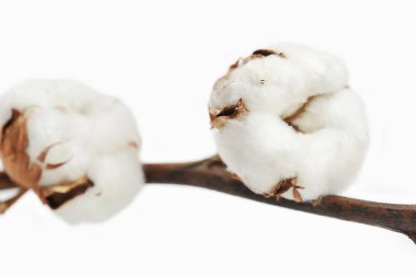 Pamuk beyaz hassas kuru çiçek beyaz arka plan üzerinde izole bud