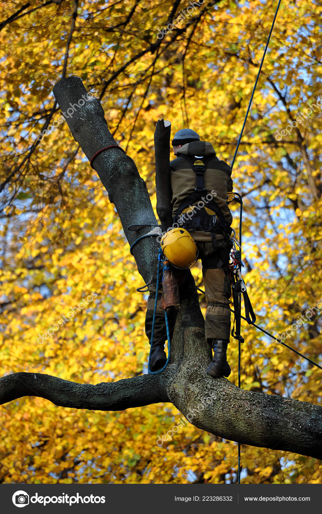 Worker Chainsaw Cutting Tree Stock Editorial Photo © forden 223286332