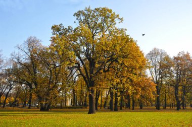 pedunculate autumn oak species in Mikhailovsky Park in St. Petersburg, Russia clipart