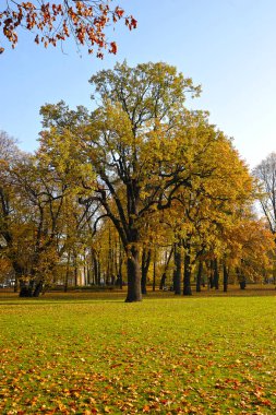 pedunculate sonbahar meşe türleri Mikhailovsky Park St. Petersburg, Rusya Federasyonu