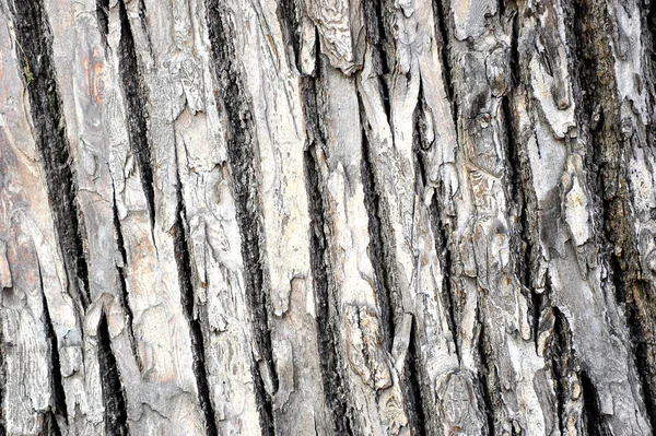 从树的树皮背景 — 图库照片