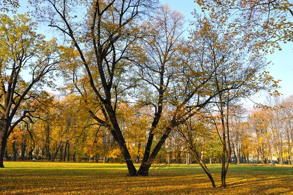 Bukiet Sadzenia Drzew Parku Mihajłowskij Sankt Petersburgu Rosja — Zdjęcie stockowe