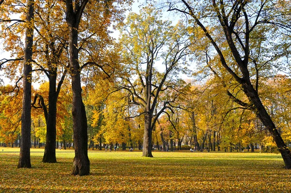 Autumn Park Yellow Leaves Fallen Leaves Cheshire Oak Mikhailovsky Park — Stock Photo, Image