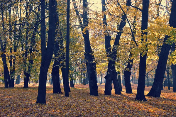 Jesienny Park Opadłymi Liśćmi — Zdjęcie stockowe