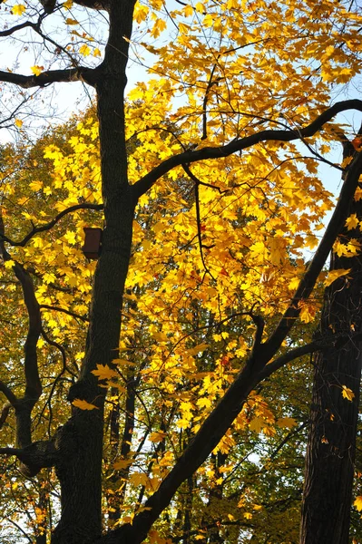 Podzimní Park Žluté Listy Holubník — Stock fotografie