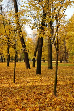 St Petersburg parkta Altın Sonbahar
