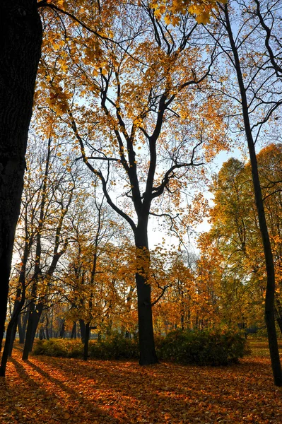 落葉のある秋の公園 — ストック写真