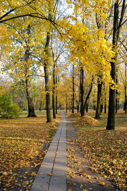 sonbahar manzara - düşmüş yaprakları ile bir park ve düşen yapraklar yığınları