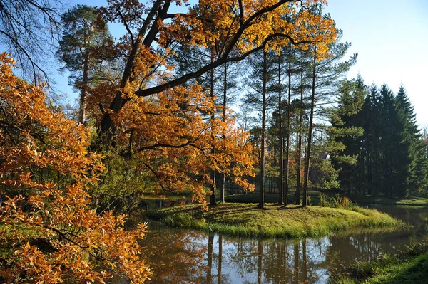 Automne Paysage Jaune Feuilles Chêne Sur Lac — Photo