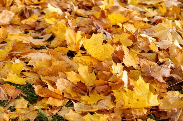 Фон Желтых Осенних Листьев — стоковое фото