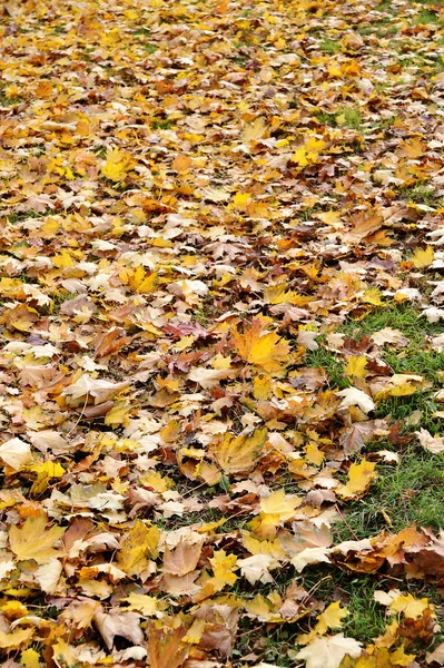 Абстрактный Фон Осенью Опавшие Листья Желтого Клена — стоковое фото