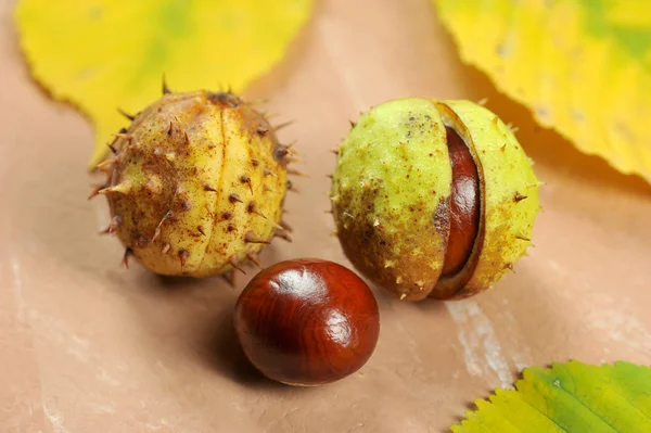 Cupule Vadgesztenye Héjas Gesztenye — Stock Fotó