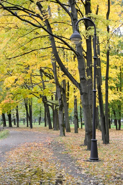 Goldener Herbst Park Von Petersburg Russland — Stockfoto