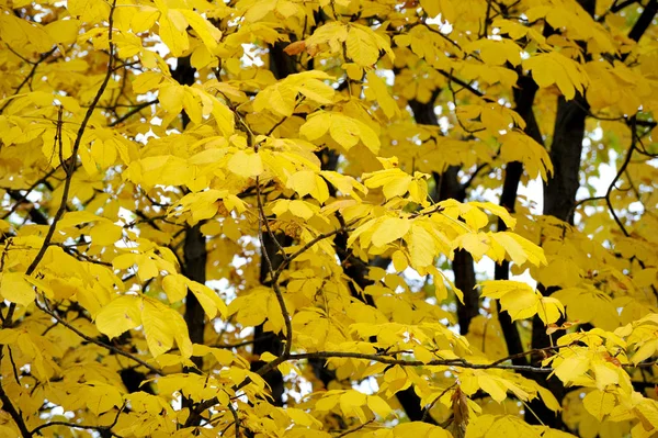 Fond Abstrait Feuilles Érable Jaune Automne — Photo