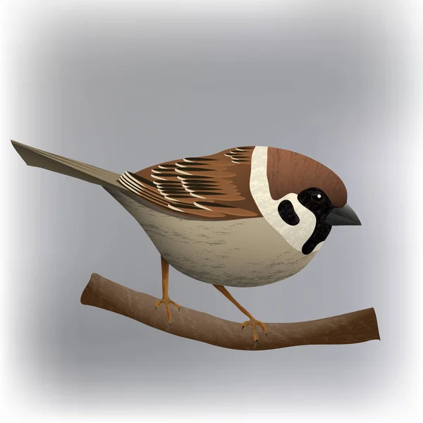 Sparrow Fågel Vektorillustration — Stock vektor