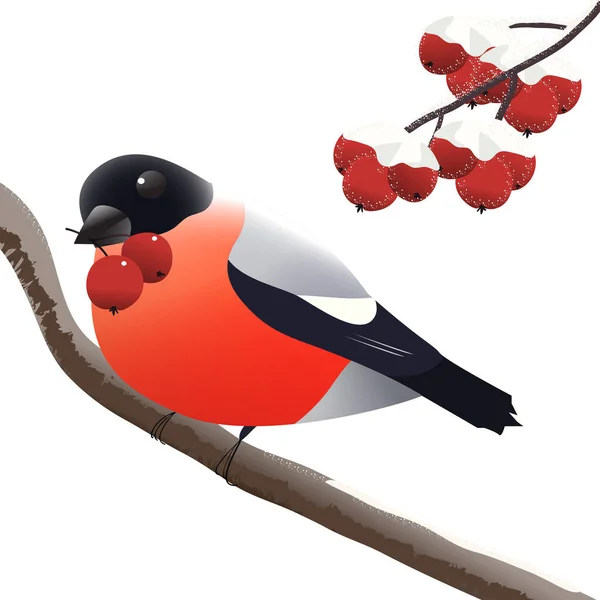 Bullfinch Ramo Con Rowan Nel Becco Illustrazione Vettoriale — Vettoriale Stock