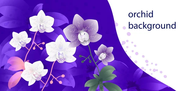 Fondo con orquídeas — Vector de stock