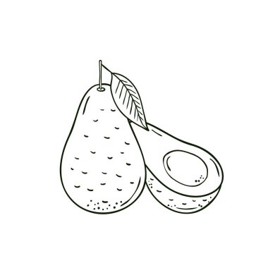 Vektör elle çizilmiş meyve avokado boyama.