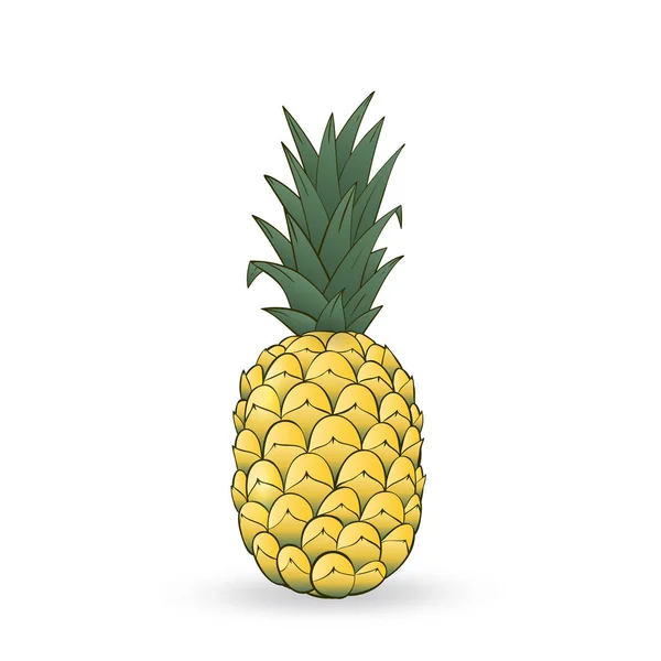 Ananas dessiné à la main vectoriel . — Image vectorielle