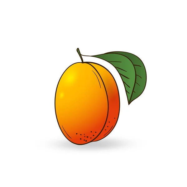 Vektor handgezeichnete Frucht Aprikose. — Stockvektor