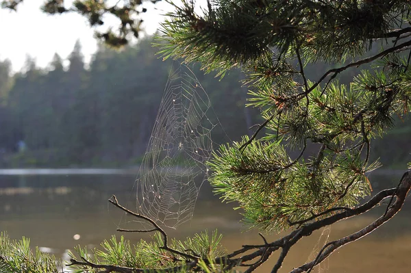 Paisagem de outono - teias de aranha em ramos de pinheiro — Fotografia de Stock