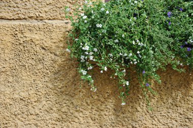 sarı duvar arka planda çiçek ve yeşillik