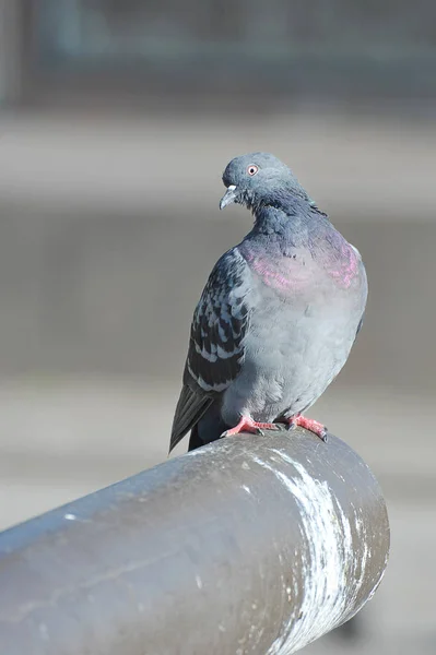 Pigeon sitting on an iron pipe — Stock Photo, Image