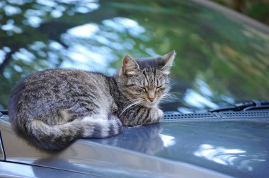 kedi arabanın kaputunda istirahat 