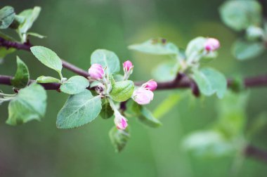 Bir elma ağacının çiçek açan dalı - makro resim