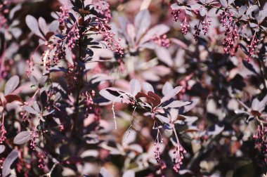 Mor yapraklı çalı - soyut arkaplan