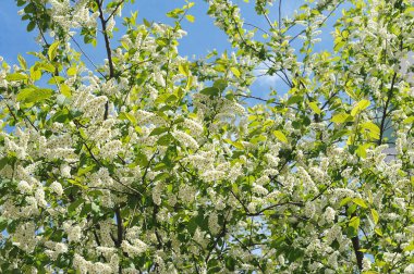 Bahar kuşu kiraz çalıları çiçek açıyor - soyut arka grup
