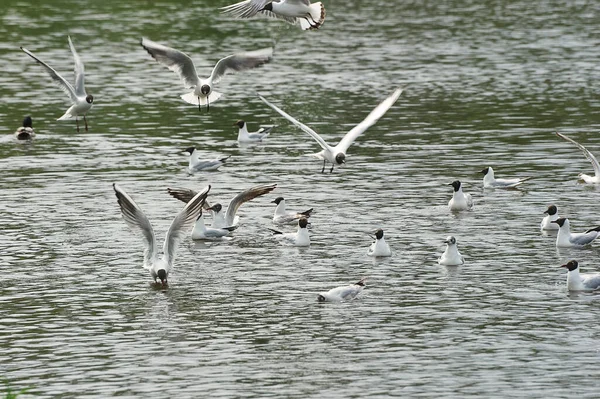 Möwen Ufer Des Stausees — Stockfoto