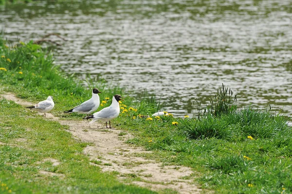 Meeuwen Aan Oever Van Het Stuwmeer — Stockfoto