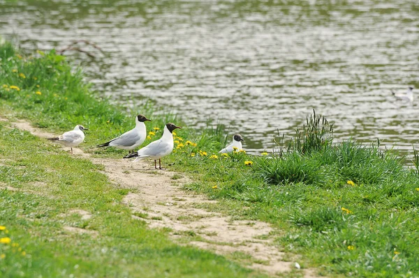 Möwen Ufer Des Stausees — Stockfoto