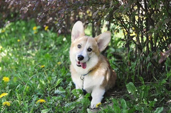 Walesiska Corgi Pembroke Koppel Sitter Gräset — Stockfoto